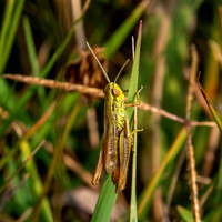 Jersey grasshopper