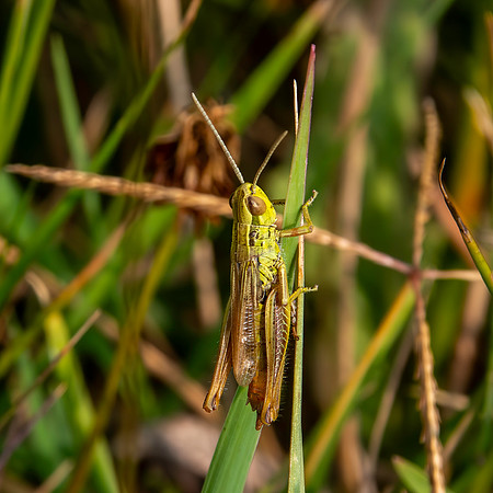 Jersey grasshopper