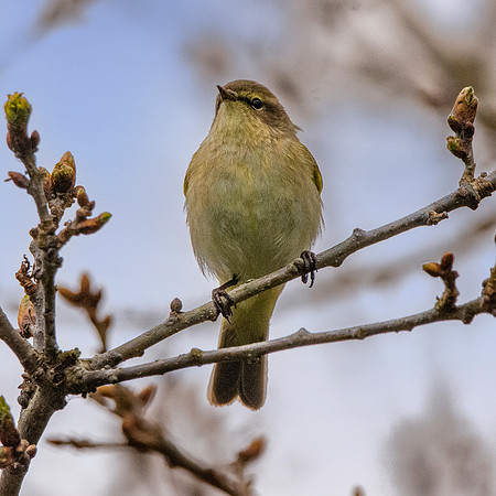 Chiffchaff