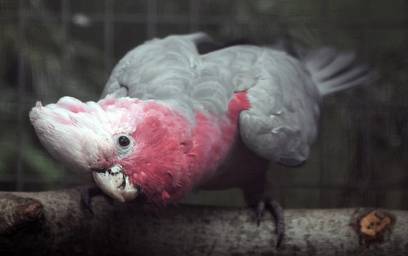 Galah / Roseate Cockatoo