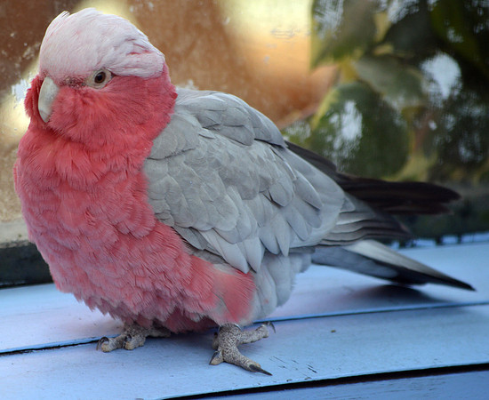 Galah / Roseate Cockatoo