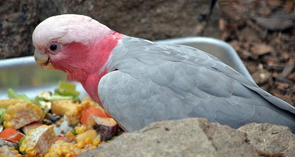 Galah / Roseate Cockatoo