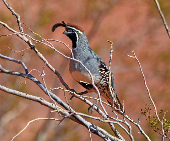 Gambel's Quail