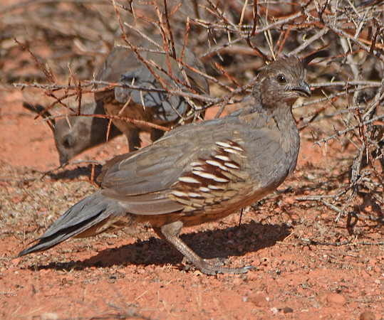 Gambel's Quail
