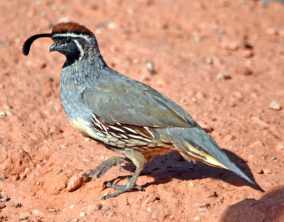 Gambel's Quail