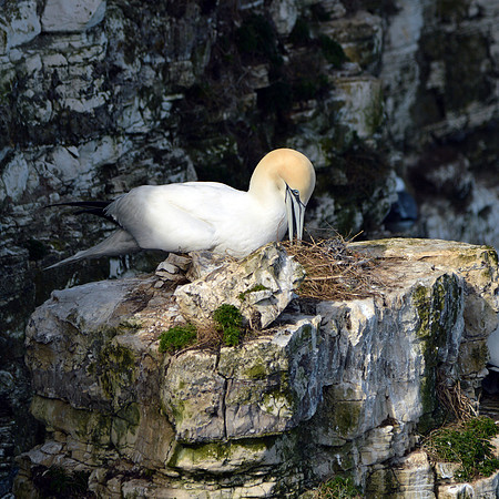 Gannet