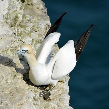 Gannet