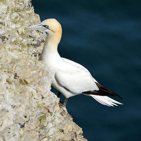 Gannet