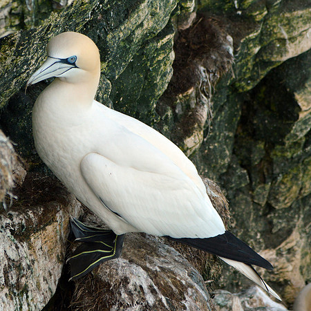 Gannet