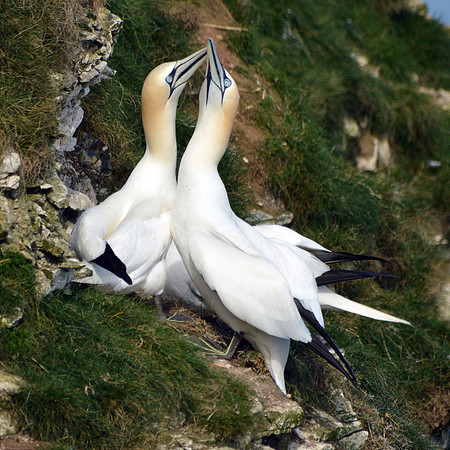 Gannet