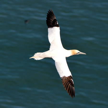 Gannet