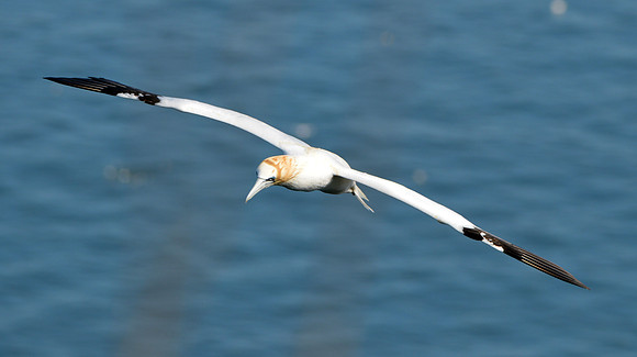 Gannet