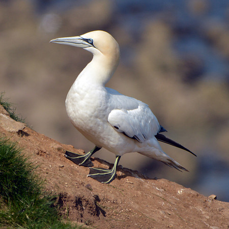 Gannet