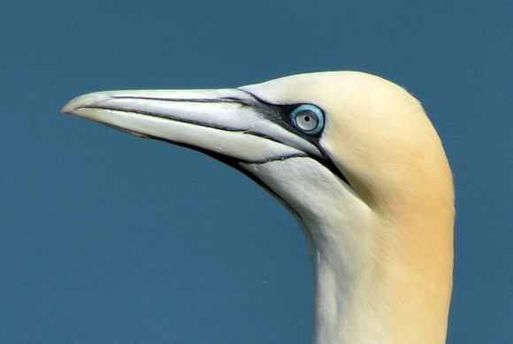 Gannet