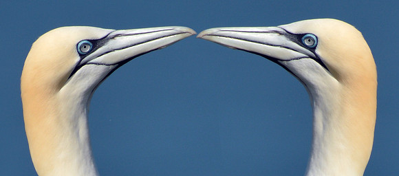 Gannet