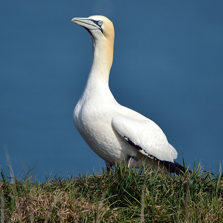 Gannet