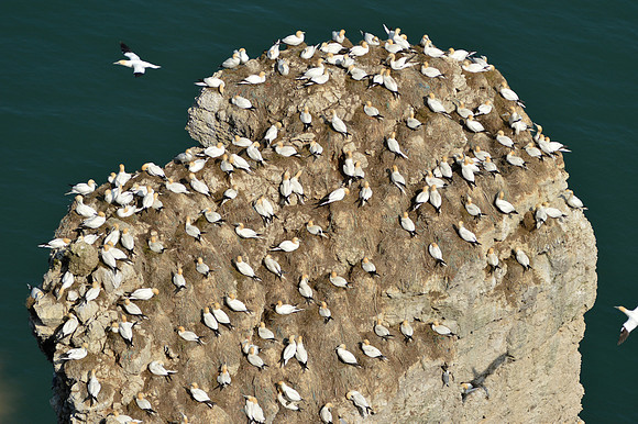 Gannet