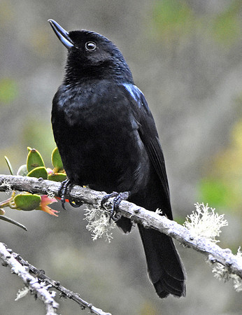 Glossy Flowerpiercer