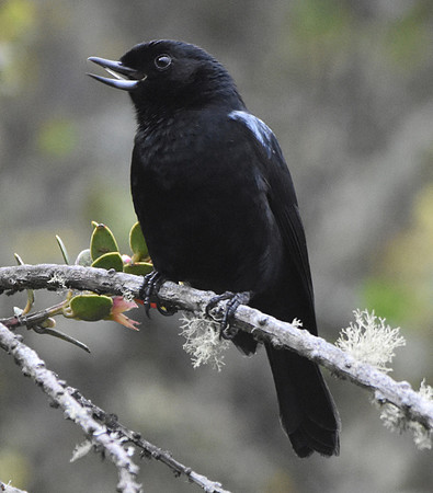 Glossy Flowerpiercer
