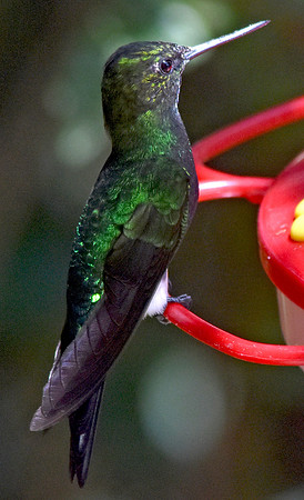 Glowing Puffleg Hummingbird