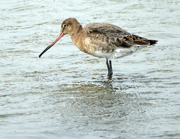 Black tailed godwit