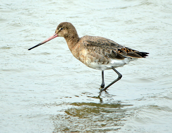 Black tailed godwit