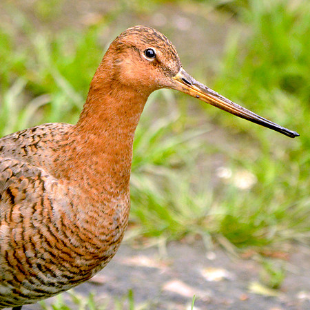 Black tailed godwit
