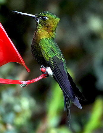 Golden Breasted Puffleg