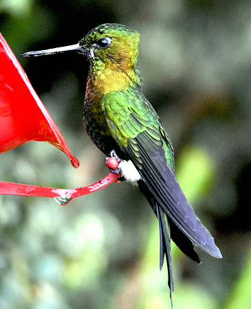 Golden Breasted Puffleg