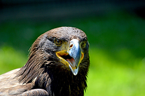 Golden Eagle