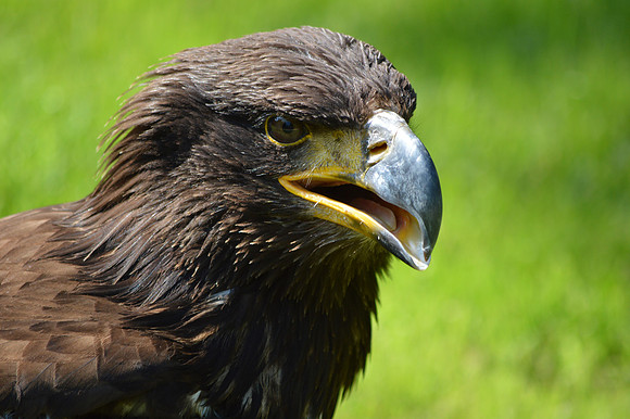 Golden Eagle