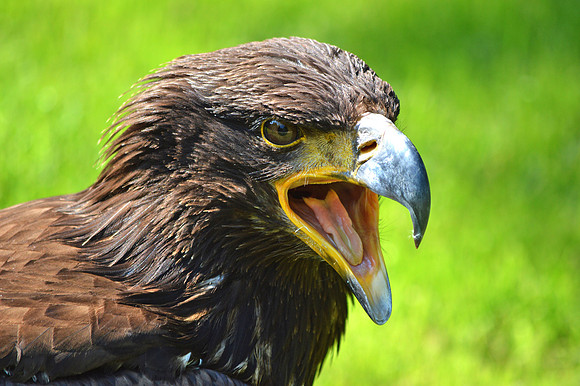 Golden Eagle