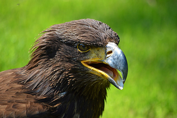Golden Eagle