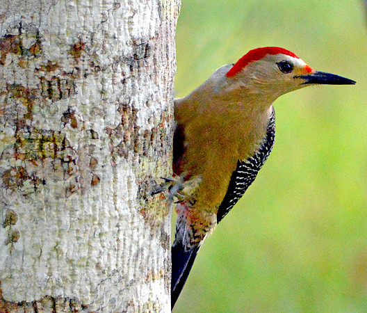 Golden-fronted Woodpecker