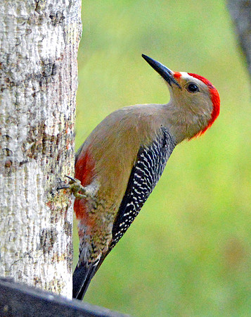 Golden-fronted Woodpecker