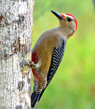Golden-fronted Woodpecker