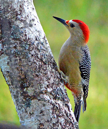 Golden-fronted Woodpecker