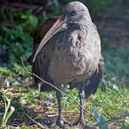 Hadeda Ibis