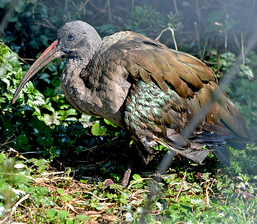 Hadeda Ibis