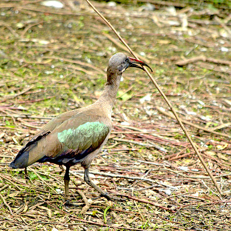 Hadeda Ibis