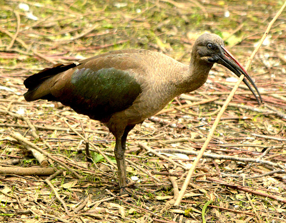 Hadeda Ibis
