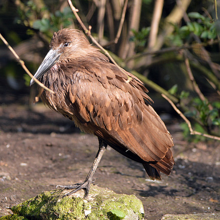 Hamerkop