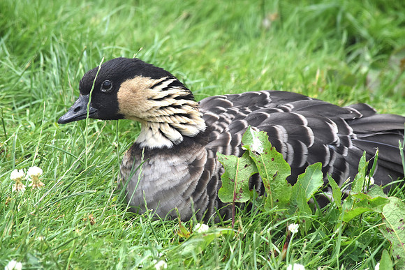 Hawaiian Nene Goose
