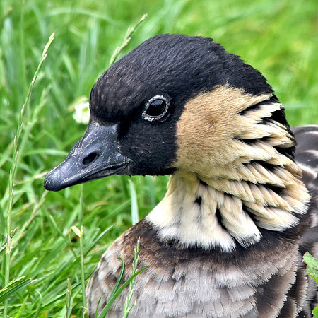 Hawaiian Nene Goose