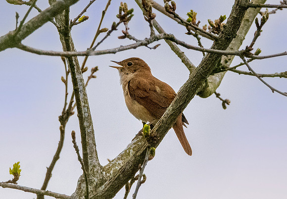 Nightingale