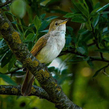 Nightingale
