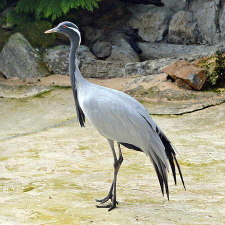 Demoiselle Crane