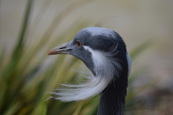 Demoiselle Crane
