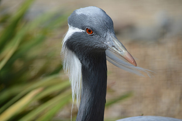 Demoiselle Crane