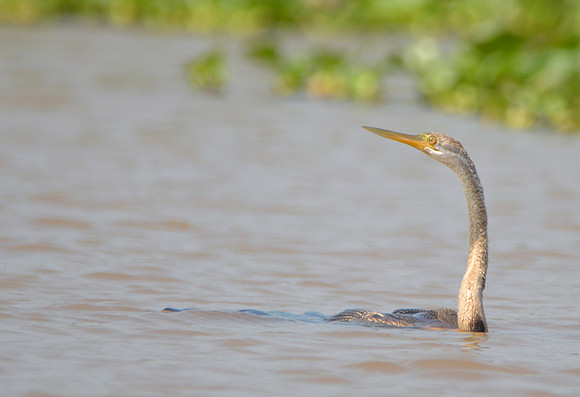 Oriental Darter